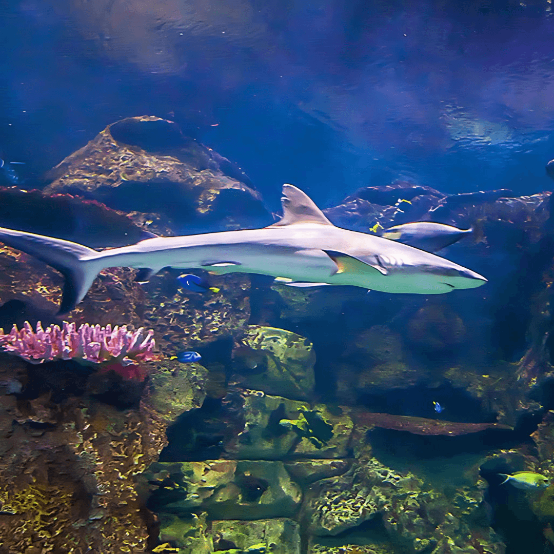 Explore over 2,000 aquatic animals and reptiles in 14 unique exhibits at shark reef aquarium at mandalay bay