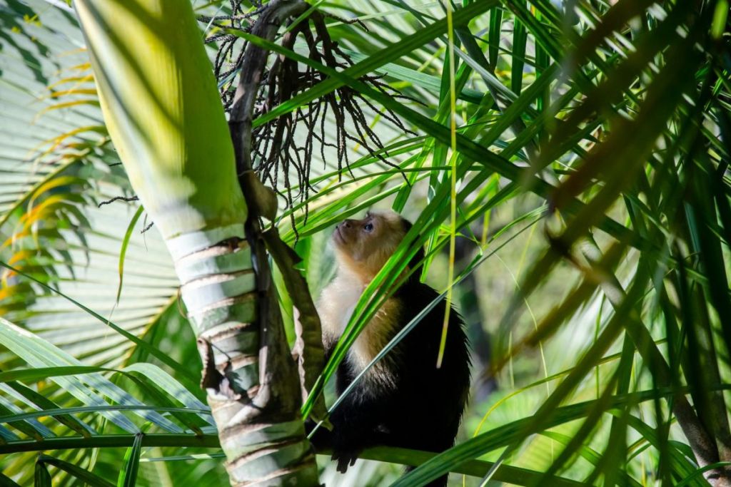capuchin in the forest