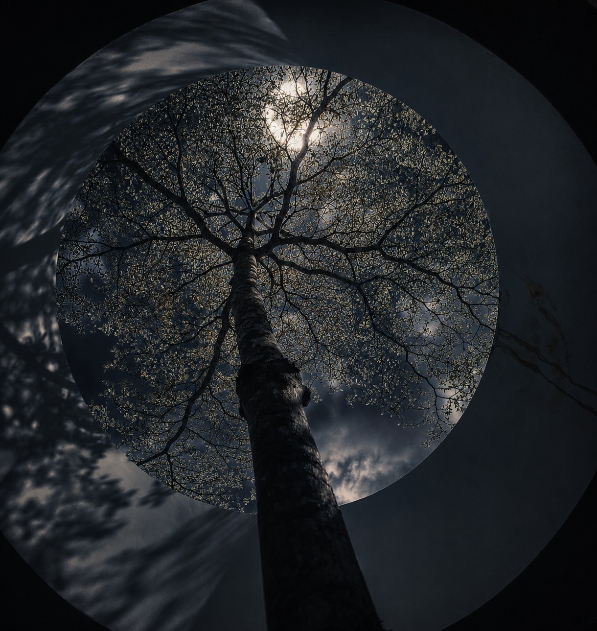 Tree canopy silhouetted against a circular opening