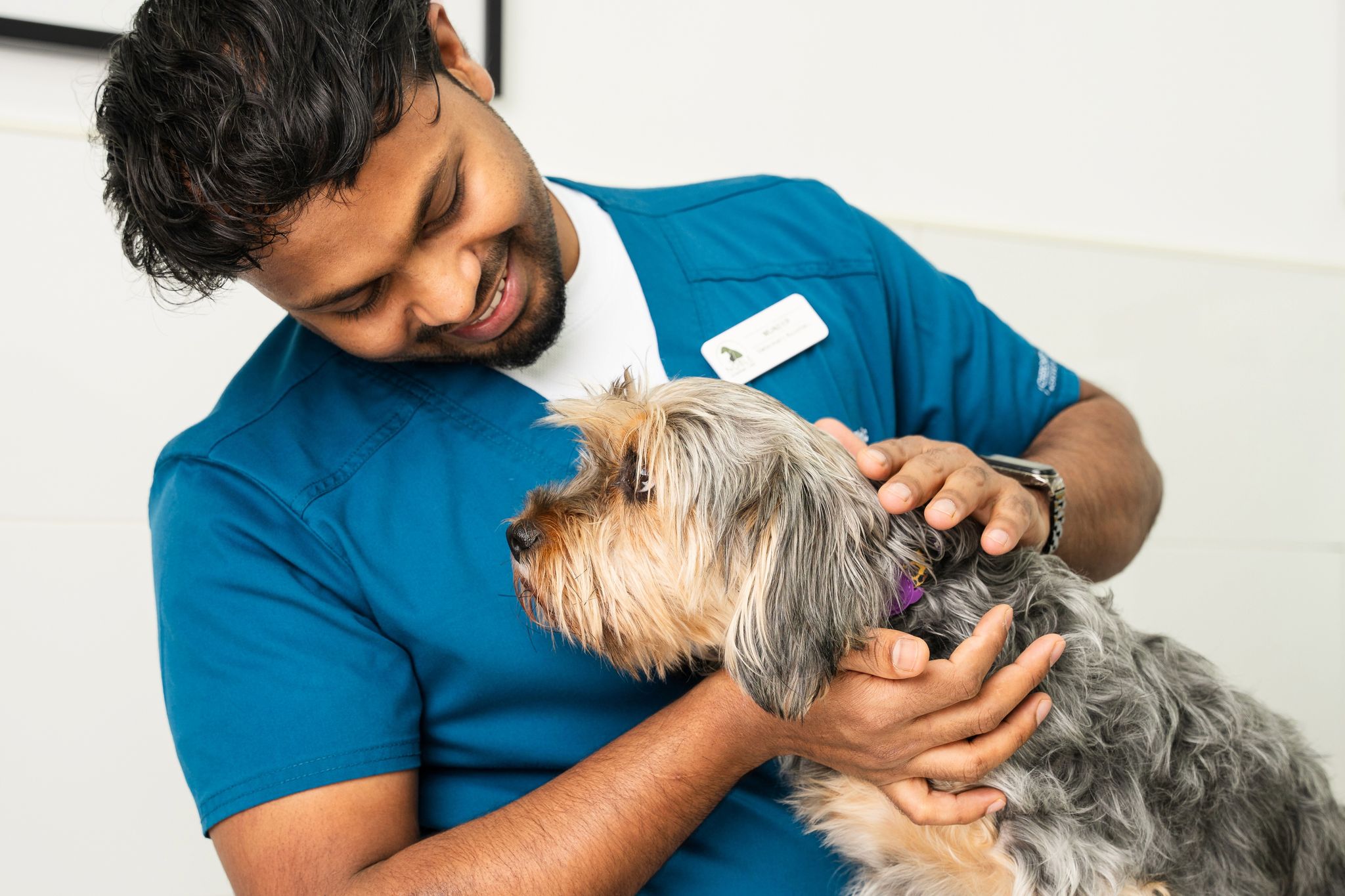 Veterinarian gently examining a grey and brown terrier dog, creating a calm and caring environment.