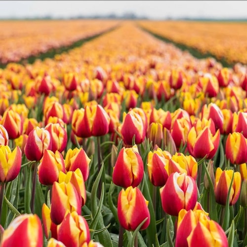 Ladang tulip