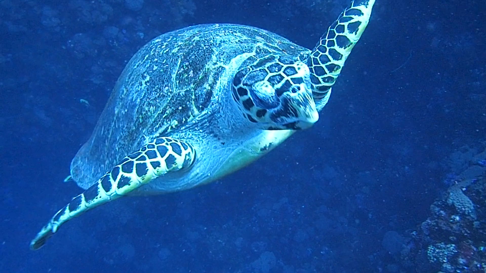 Divers Paradise Komodo — Komodo National Park