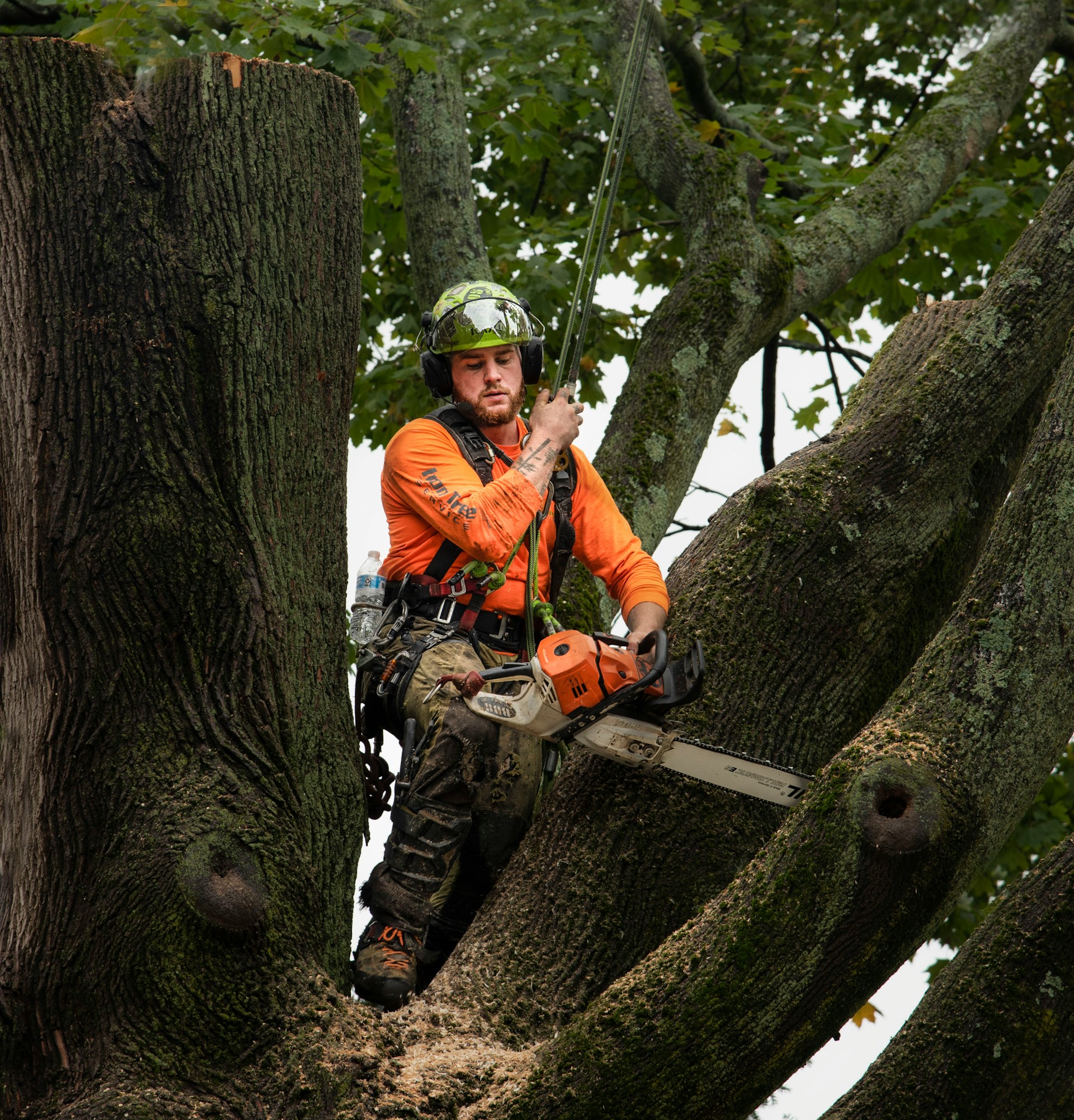tree trunk near trees during daytime