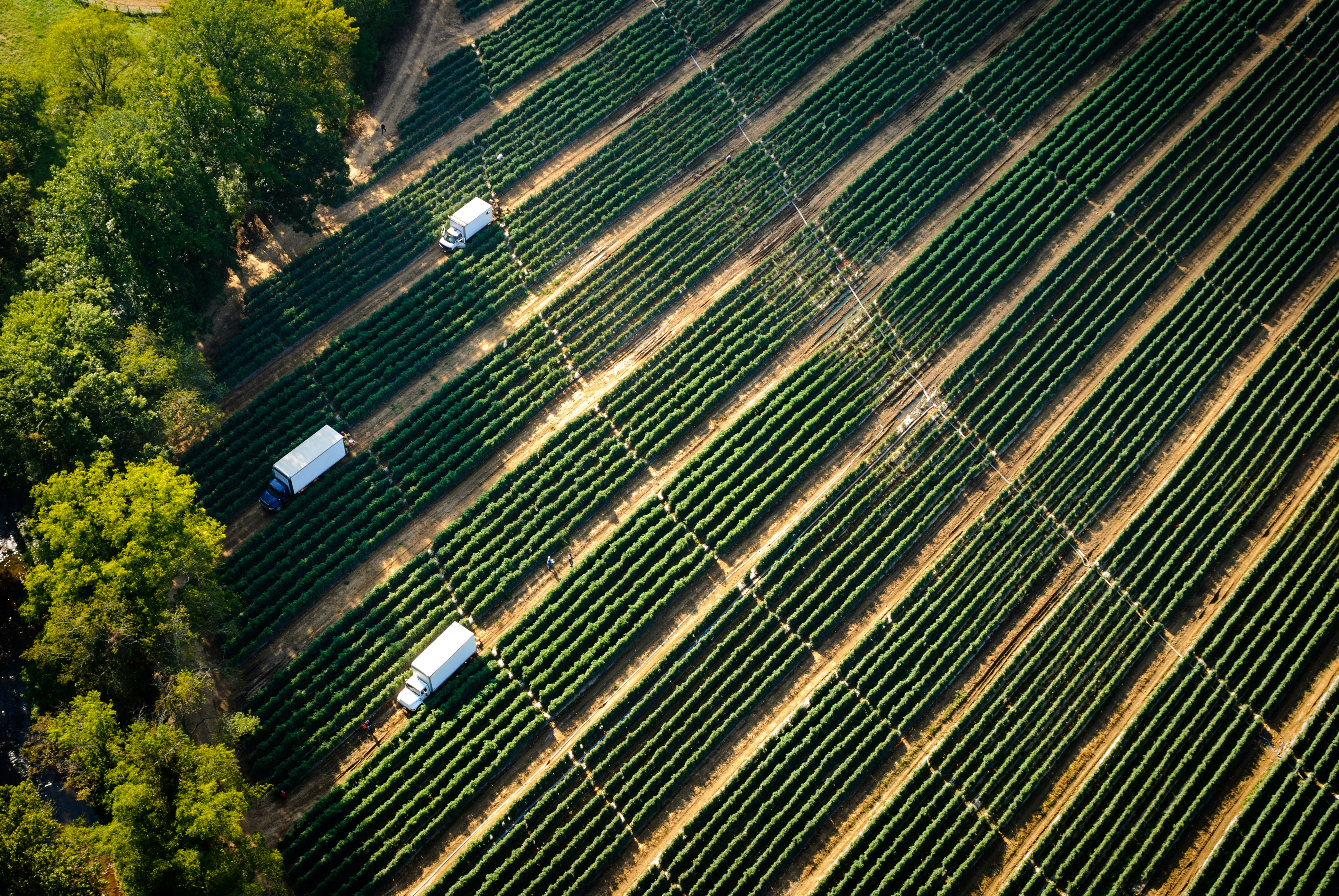 Aerial view of a vineyard with trucks harvesting grapes