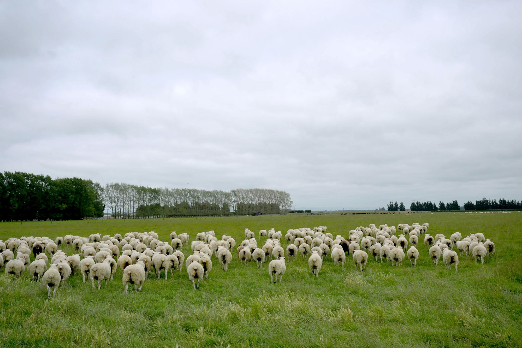 Alpine Pastures Group