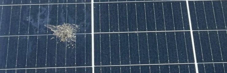 Excremente păsări pe panouri fotovoltaice București Pipera reduc producție energie
