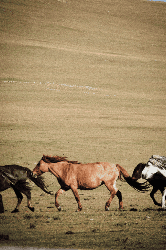 Mongolie - Photographie Cover