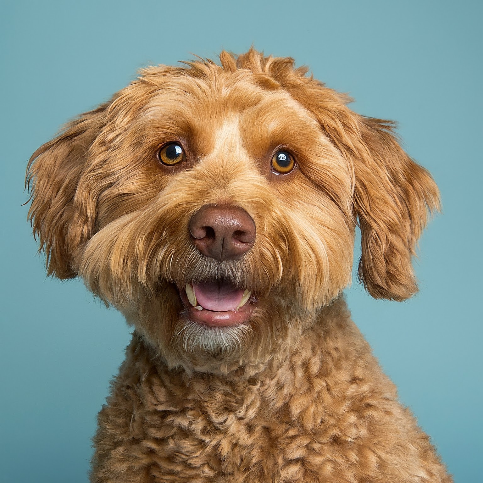 BUDDYUNO, Labradoodle