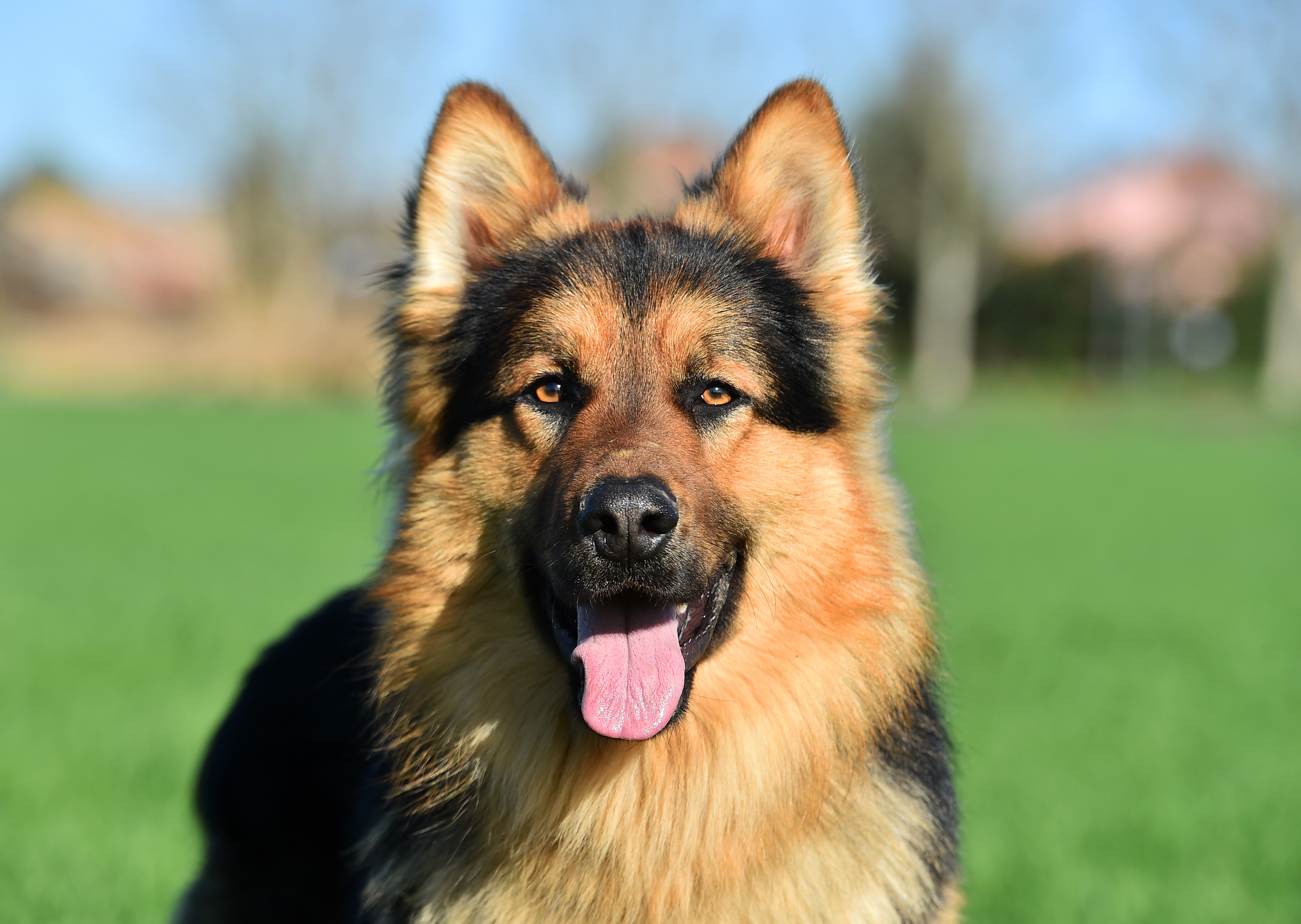 German Shepherd