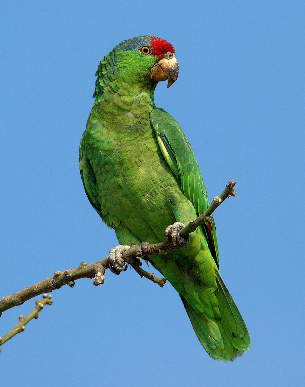 a green parrot perched on a branch in a forest