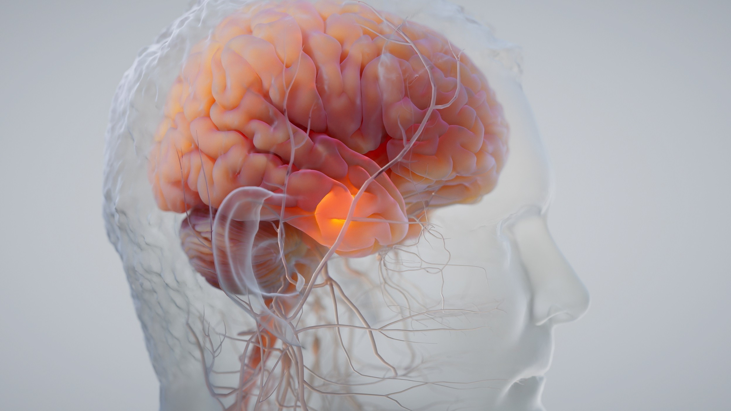 Human brain inside the semitransparent head contour