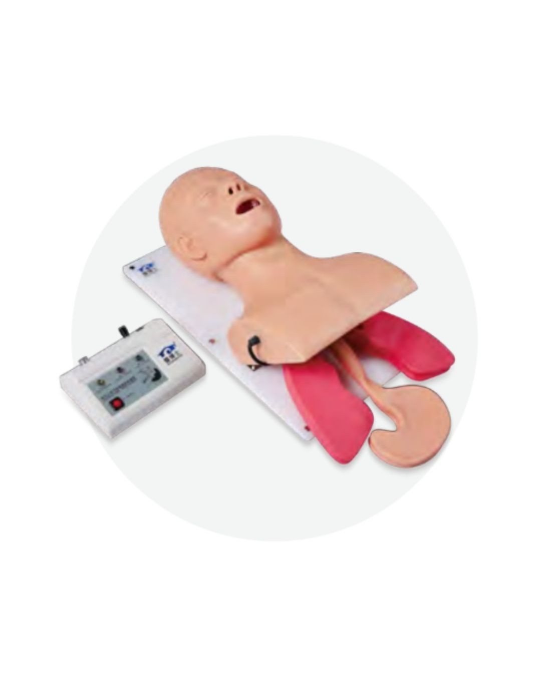 Advanced Endotracheal Intubation Model