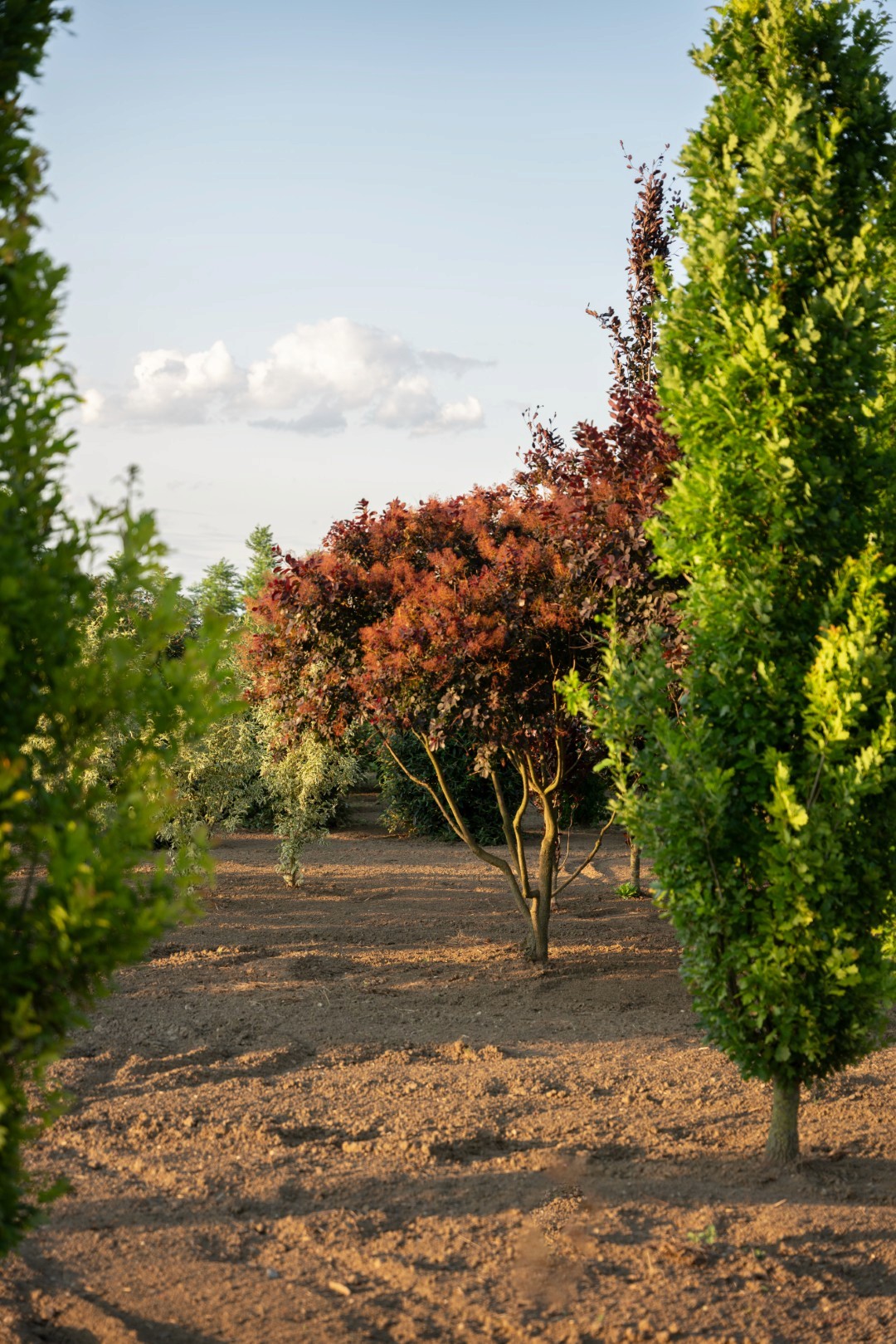 Cotinus ‘Royal Purple’ mit dunkel purpurfarbenem Laub und locker verzweigter Krone in einer Baumschulreihe.