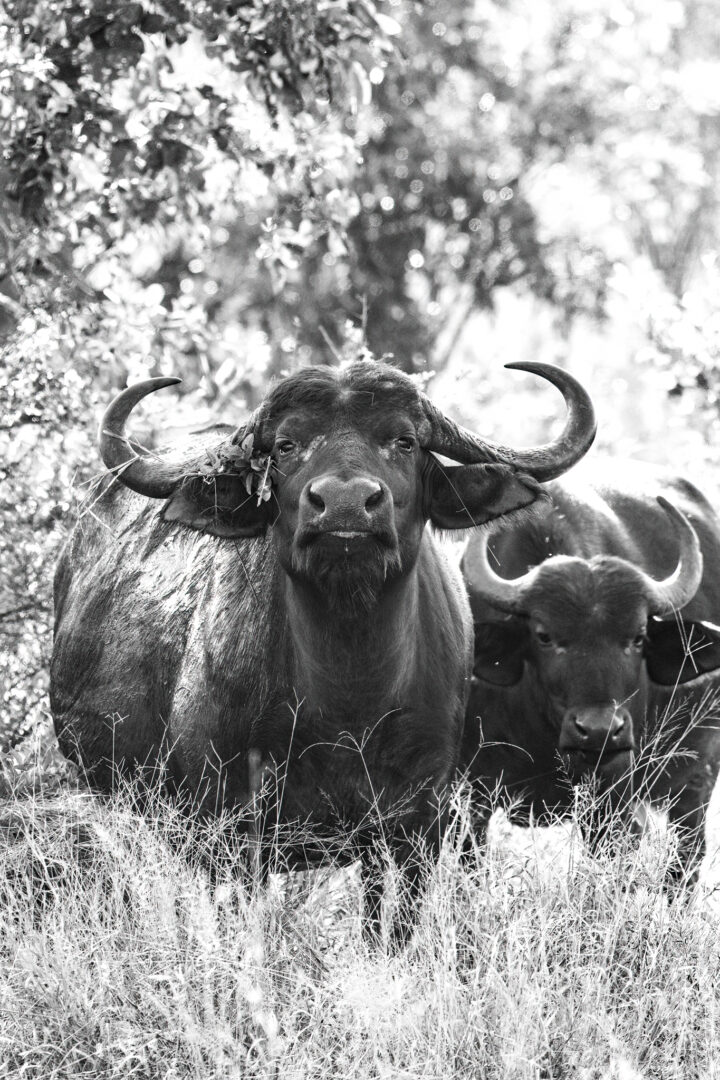 Kambaku River Lodge May 2023 Trip Report