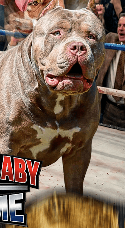 American Bully XL Puppies for Sale