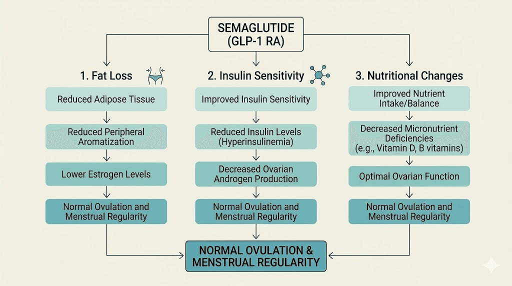 How semaglutide affects menstrual cycles through three mechanisms