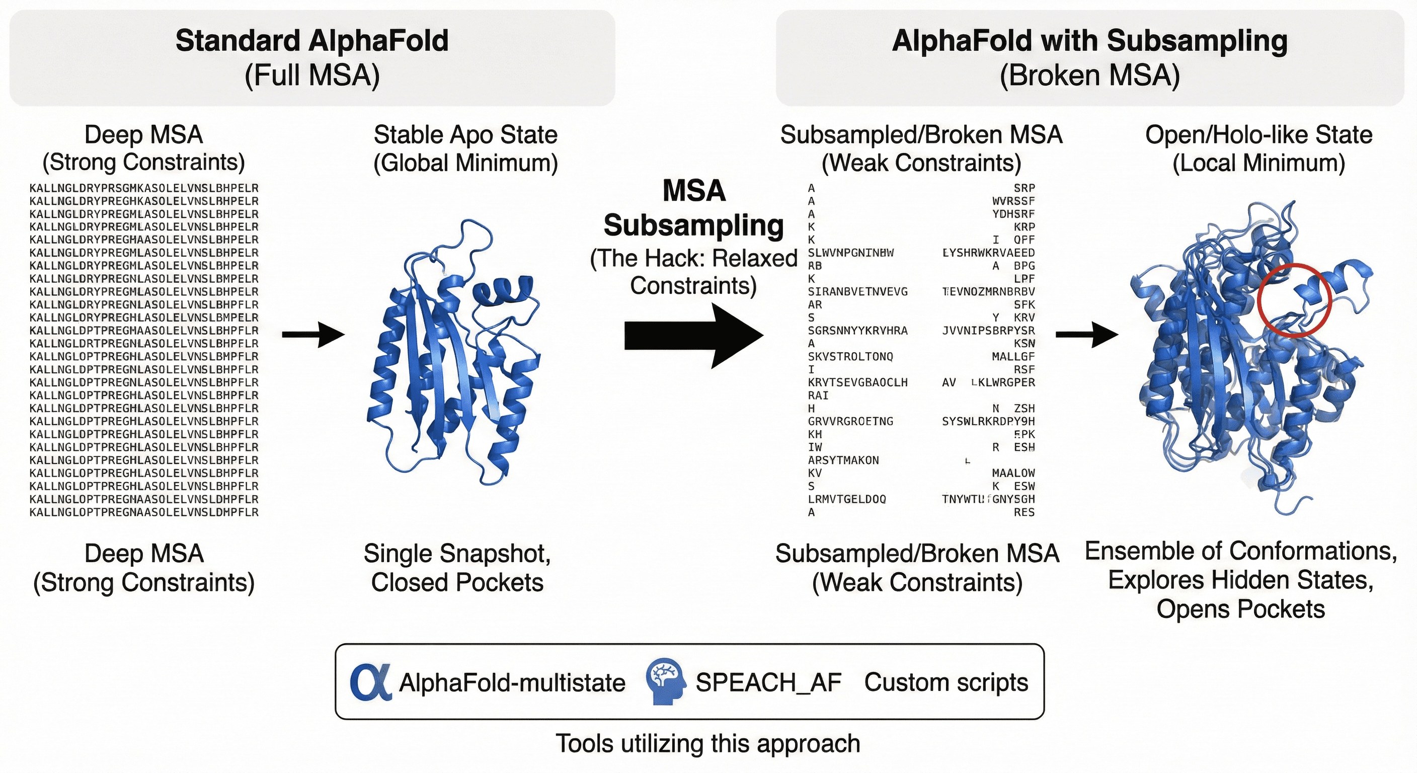 Diagram Showing How Subsampling Helps AlphaFold on Understanding Conformational Changes