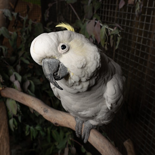 A white cockatoo with a yellow crest perches on a branch inside an enclosure with leafy plants in the background.