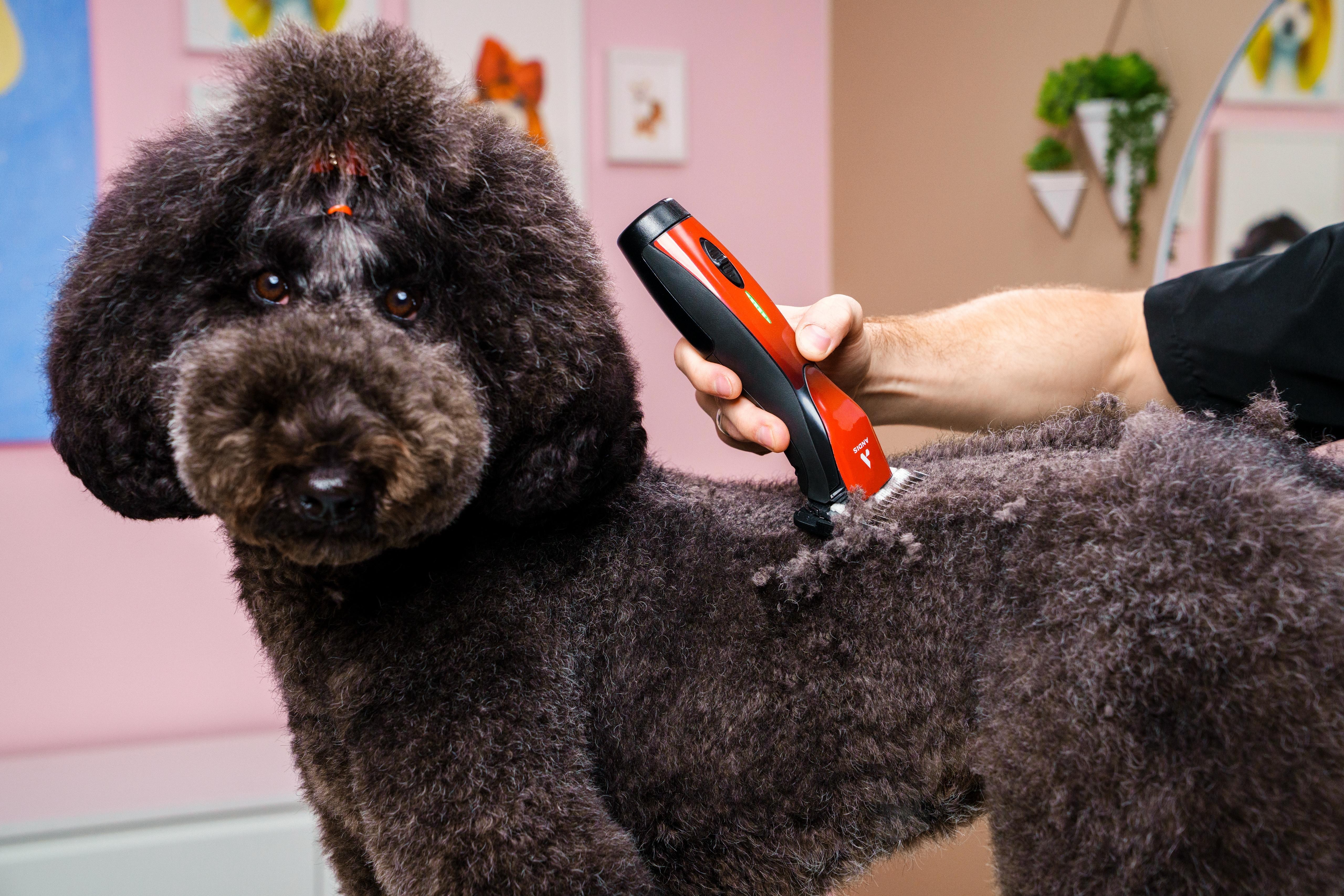 Close-up of a groomer brushing a long-haired dog with silky fur to highlight precision, elegance, and expert grooming care.
