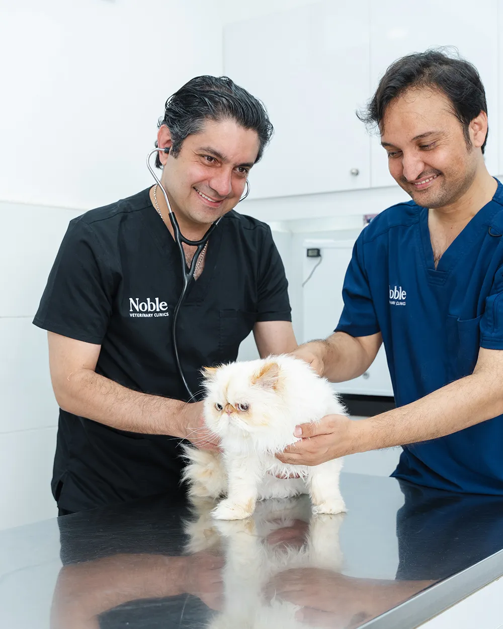 Dr. Day performing a cardiology inspection on a cat.