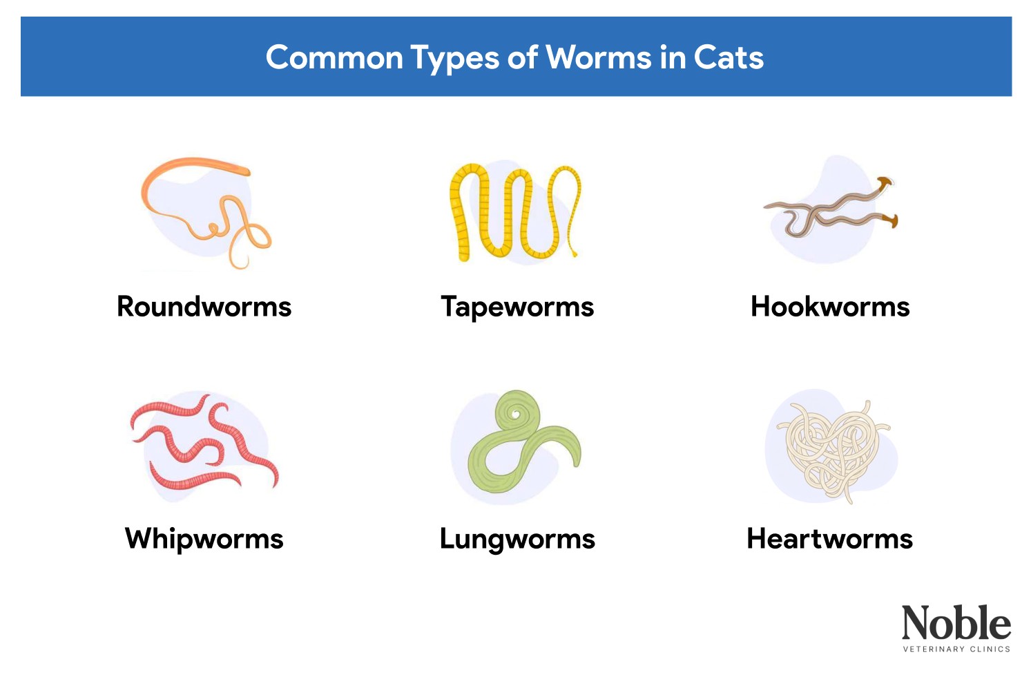 An infographic showing the common types of worms in cats.