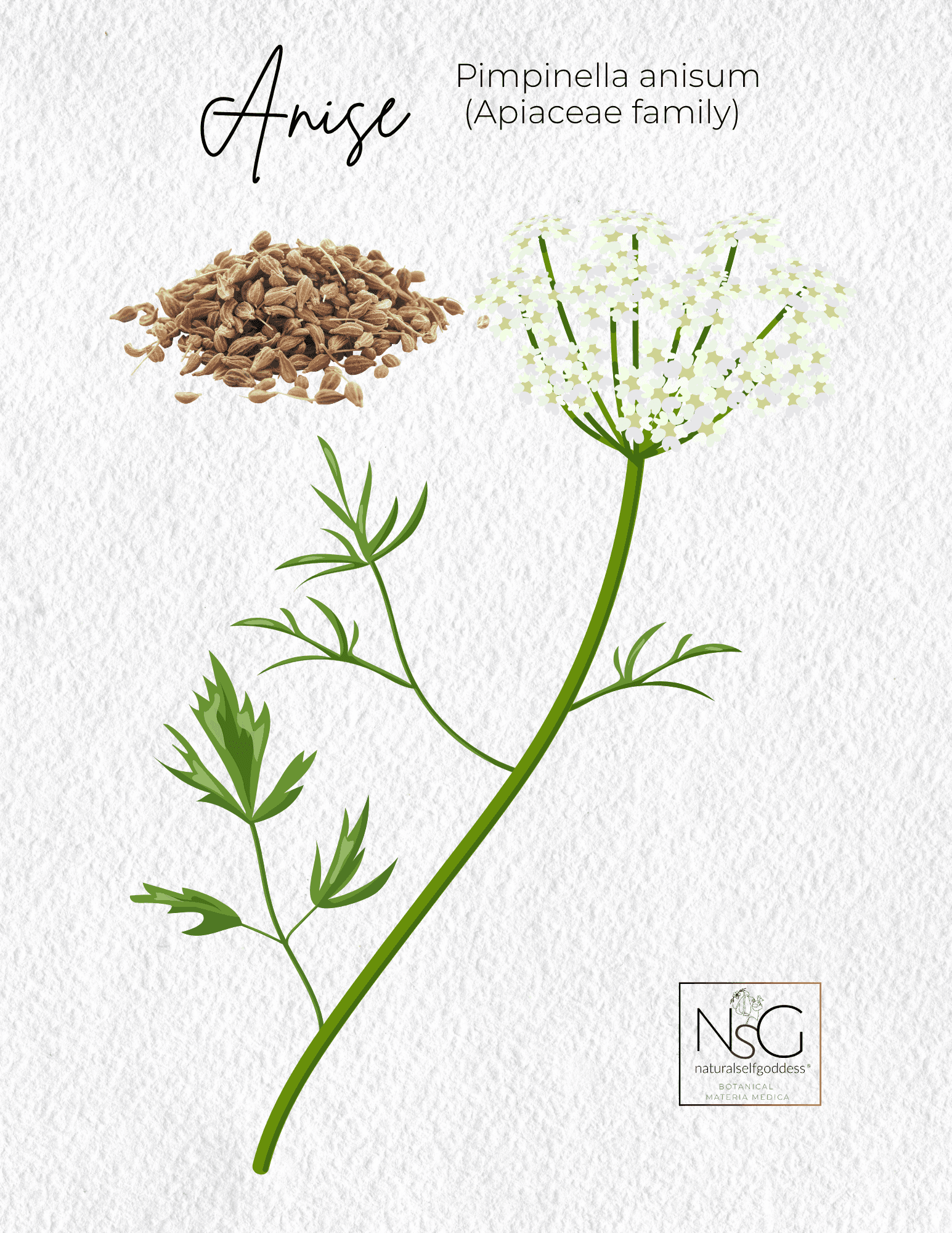 Anise Materia Medica