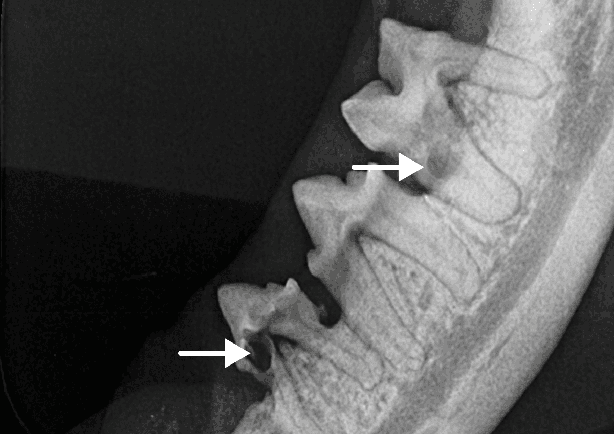 Zahnröntgenbild einer Katze mit fortgeschrittener Zahnresorption (FORL)