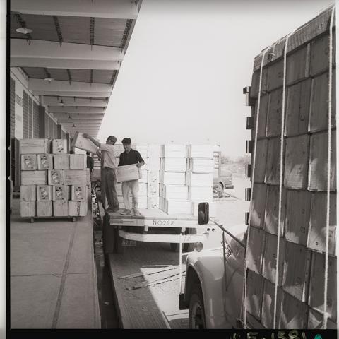 Ingresando cajas de manzanas a frigorífico.