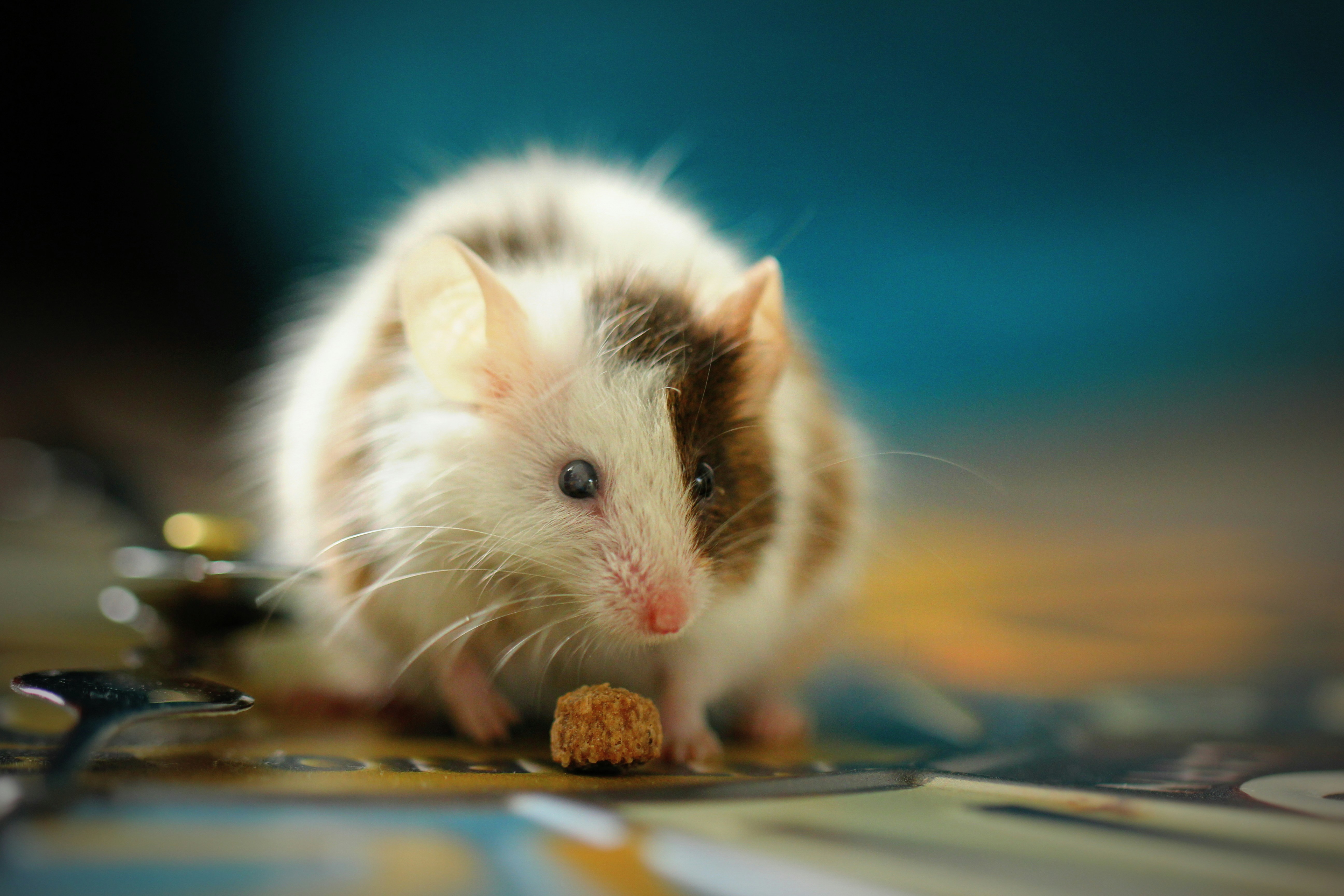 Image d'une souris