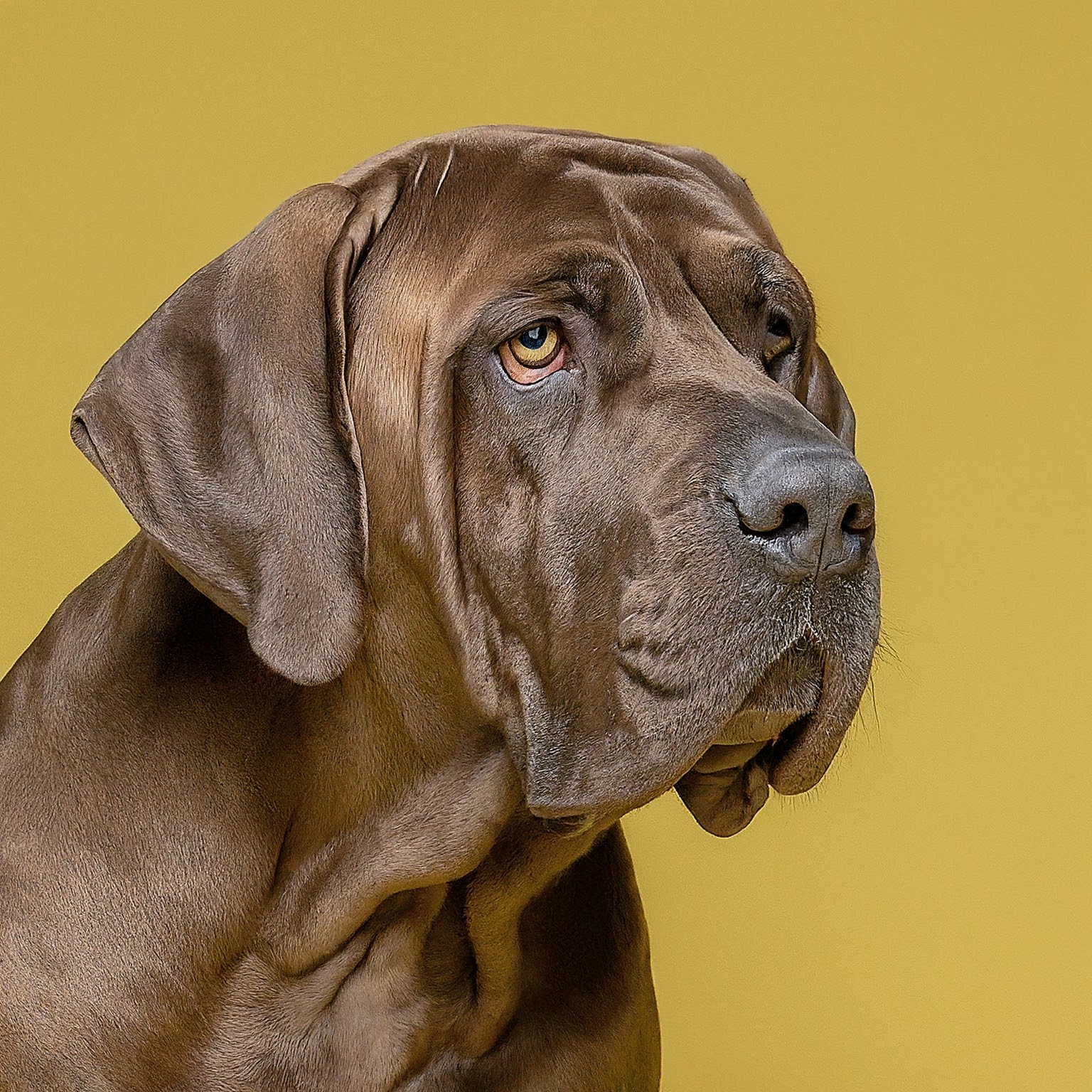 BUDDYUNO, Fila Brasileiro