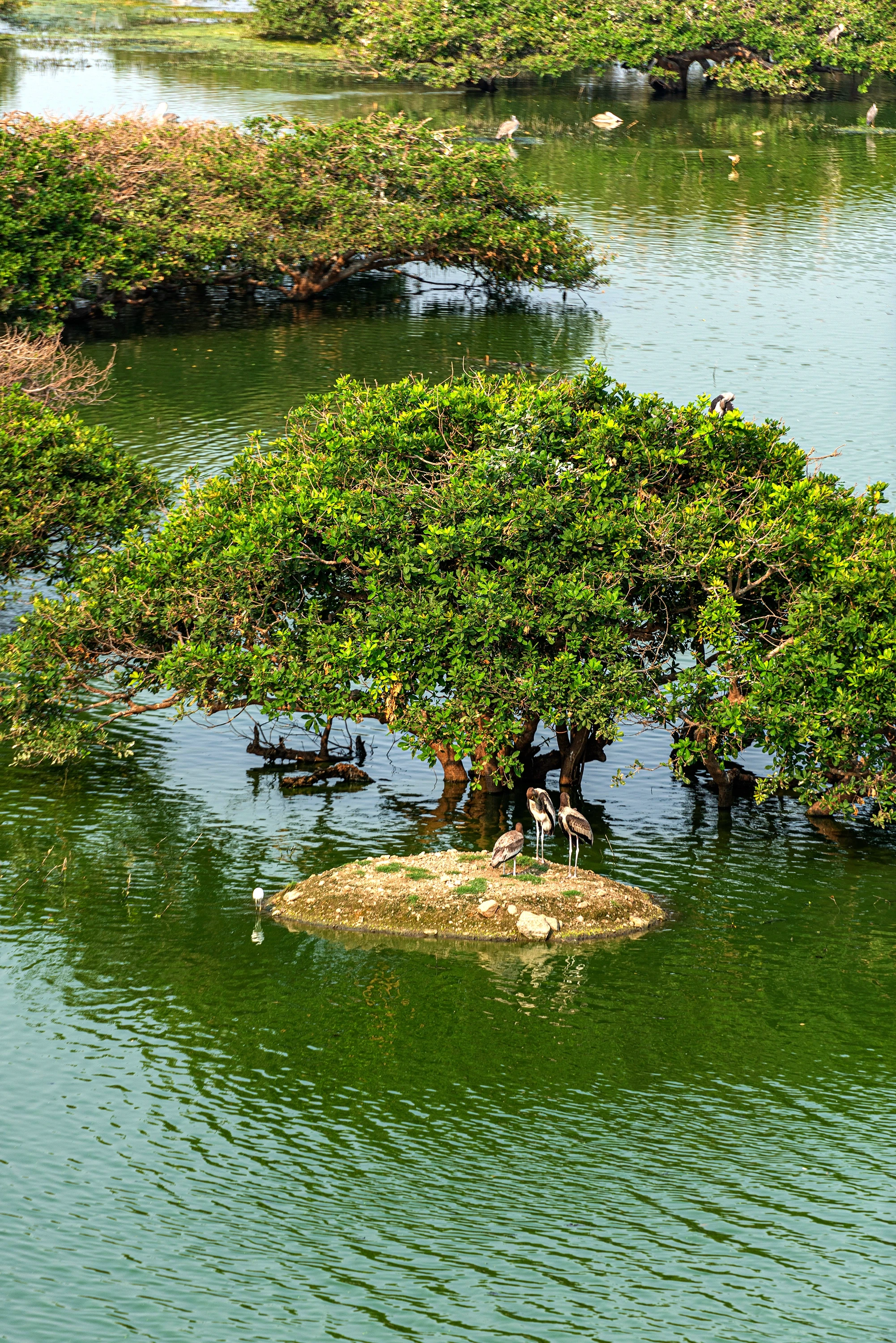 Mangrove island with wading birds, coastal wetland ecosystem, Tamil Nadu