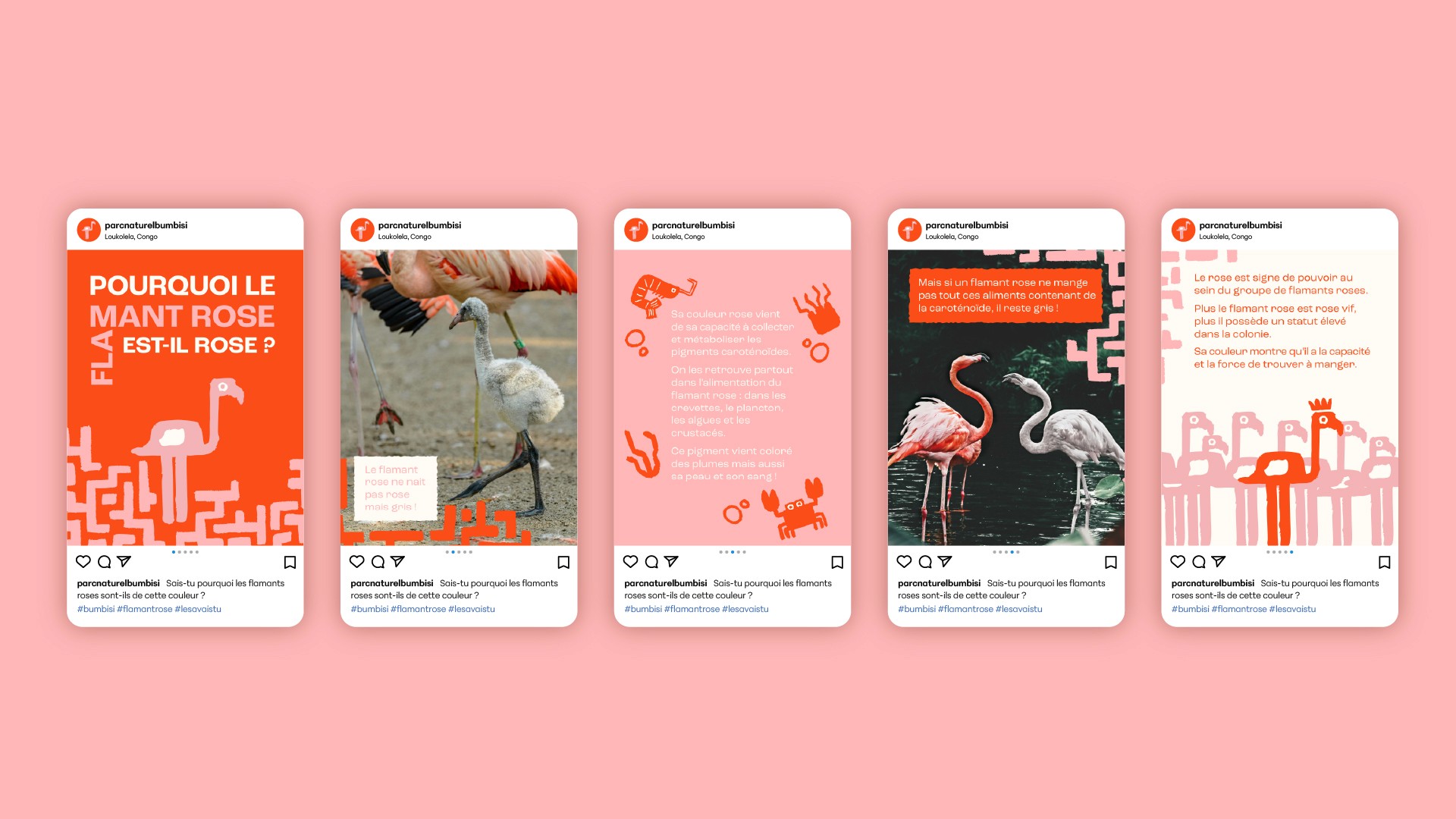 Post Instagram sur pourquoi le flamant rose est-il rose ?