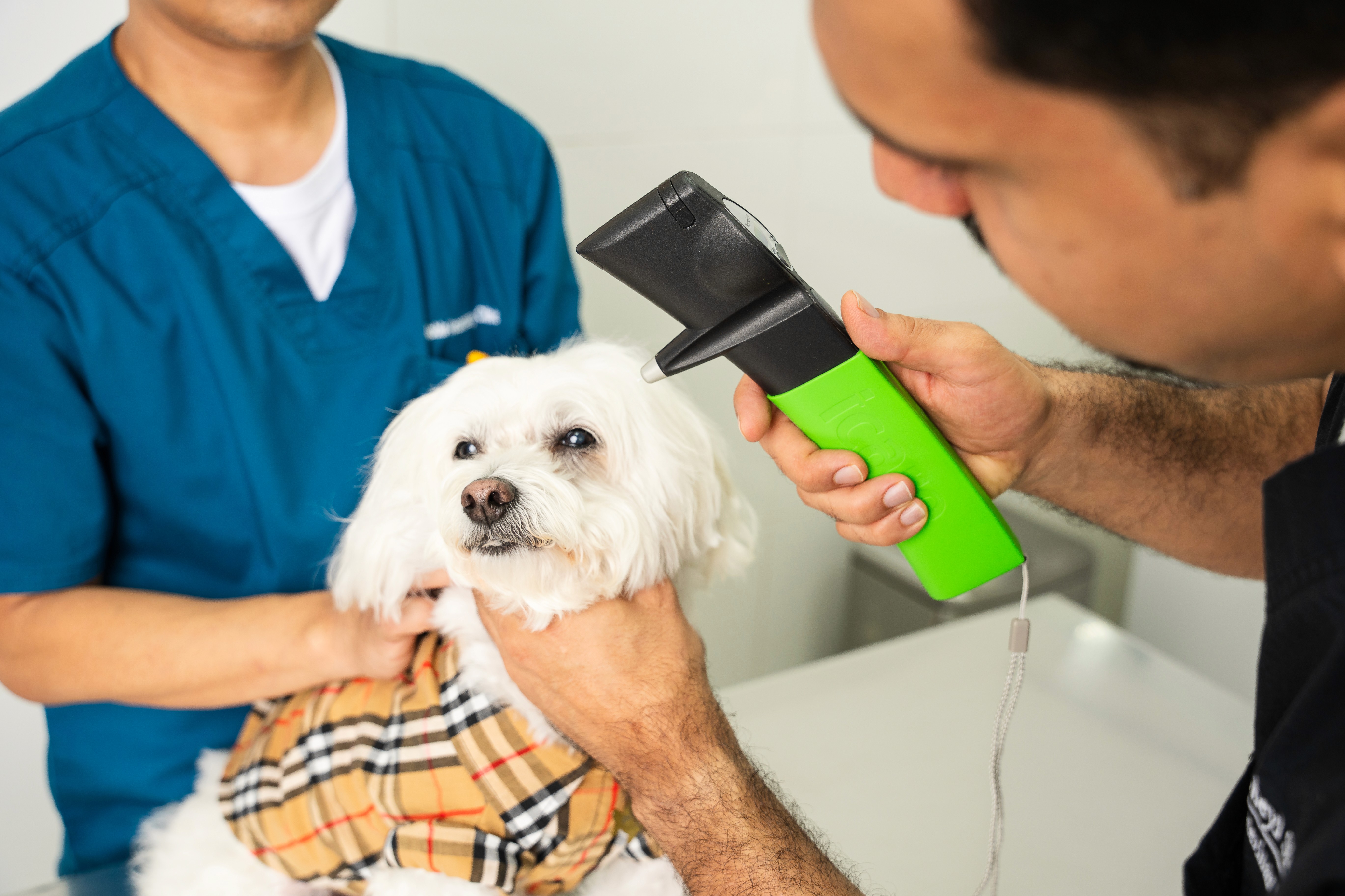 A veterinarian at a pet clinic checks a dog's ears and clinical signs of balance issues.