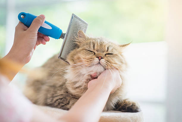 A groomer finishing up a cat's grooming session