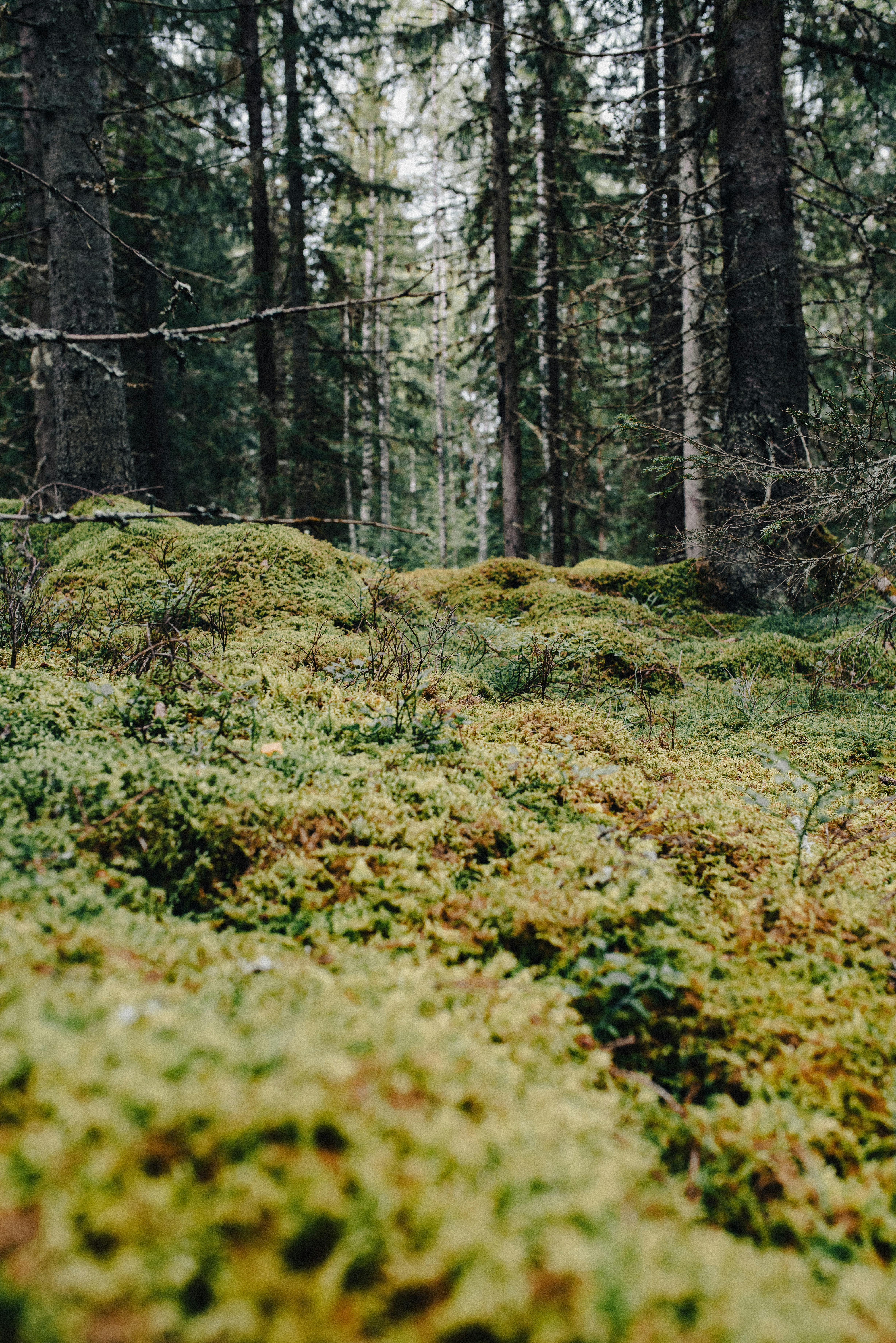 a lush green hillside covered in lots of trees