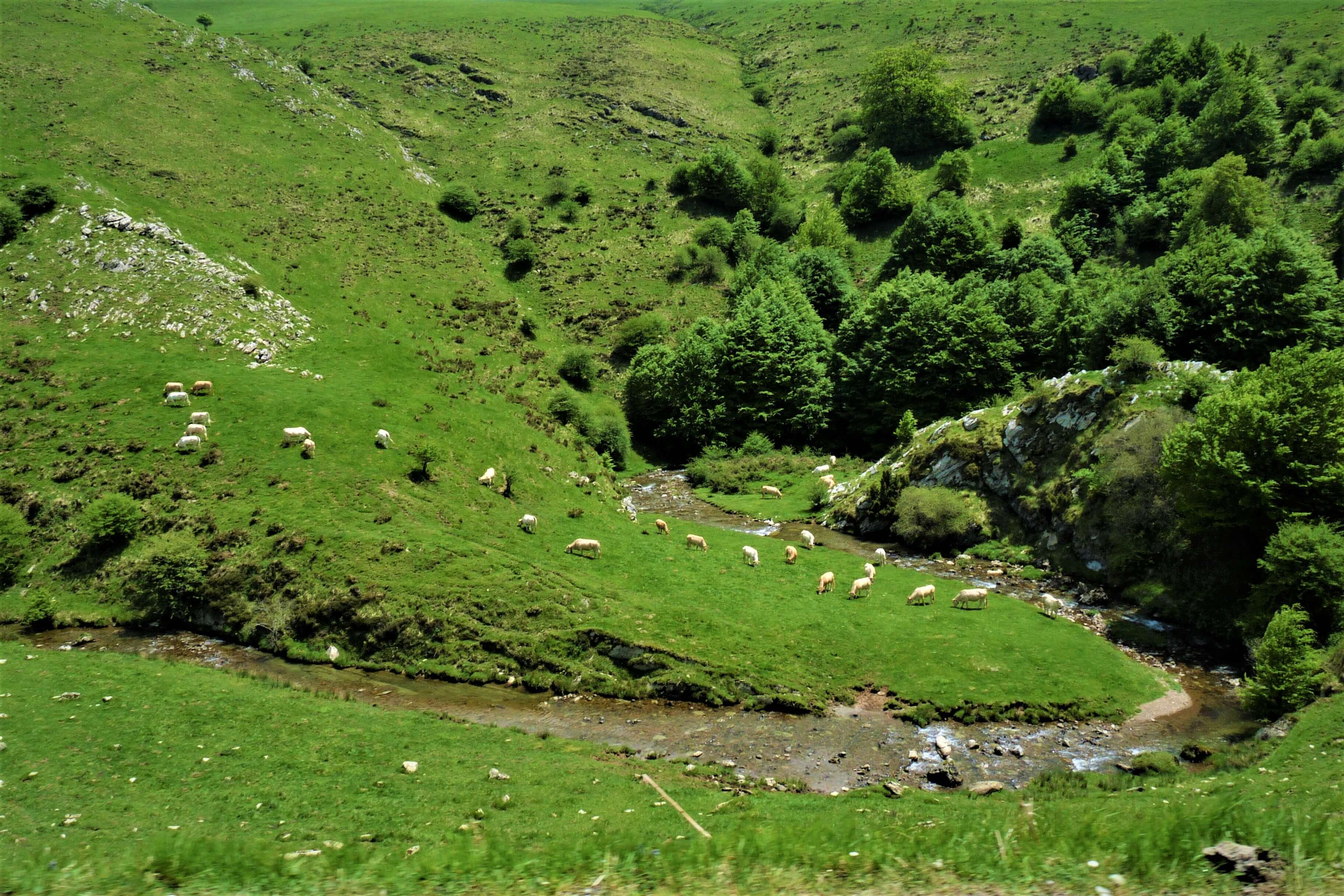 Rare Zebra trout caught while fly fishing the Pyrenees on the Hemingway trail