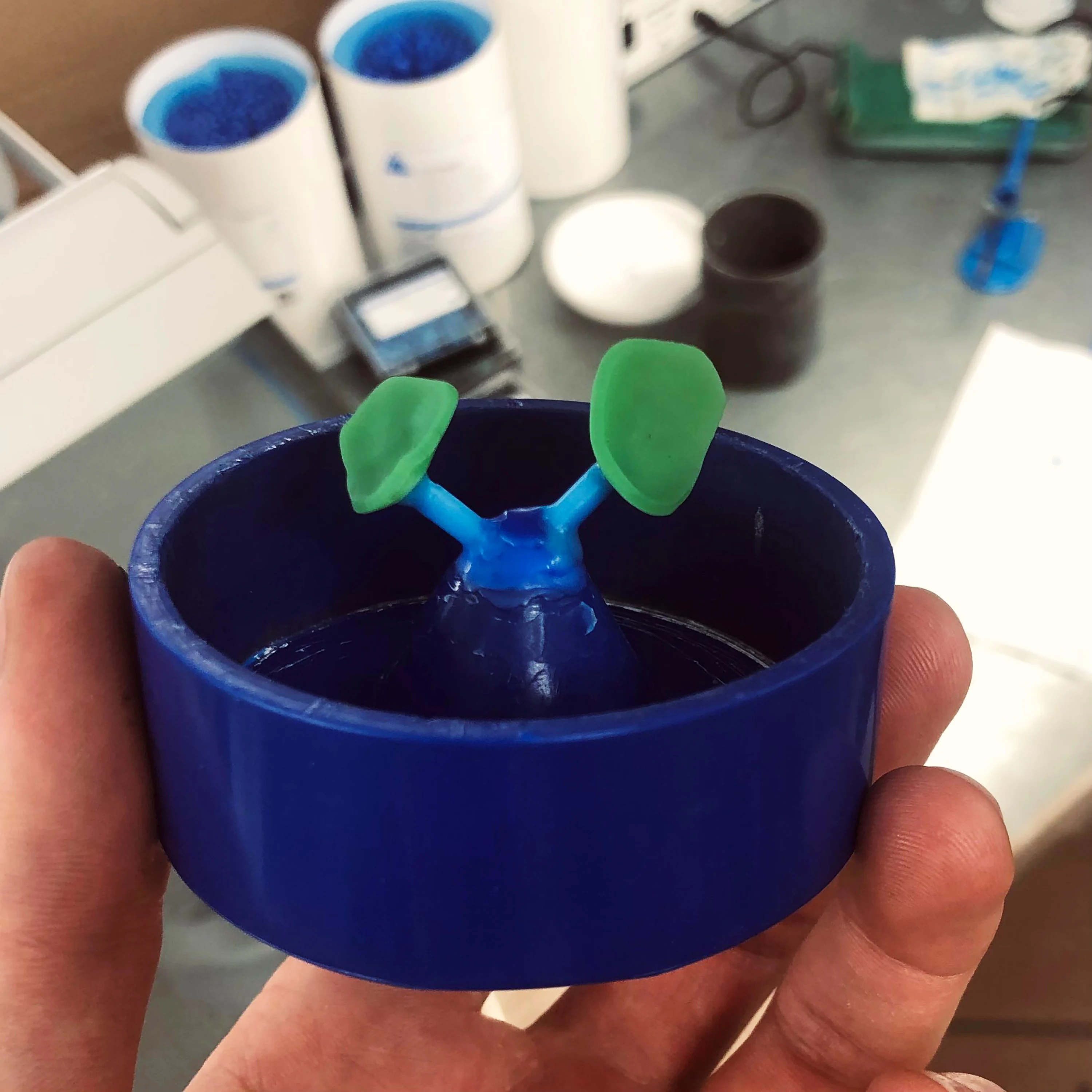 Hand holding the wax tree, with two branches. On the end of each branch is a wax replica of the white spot of the chestnut.