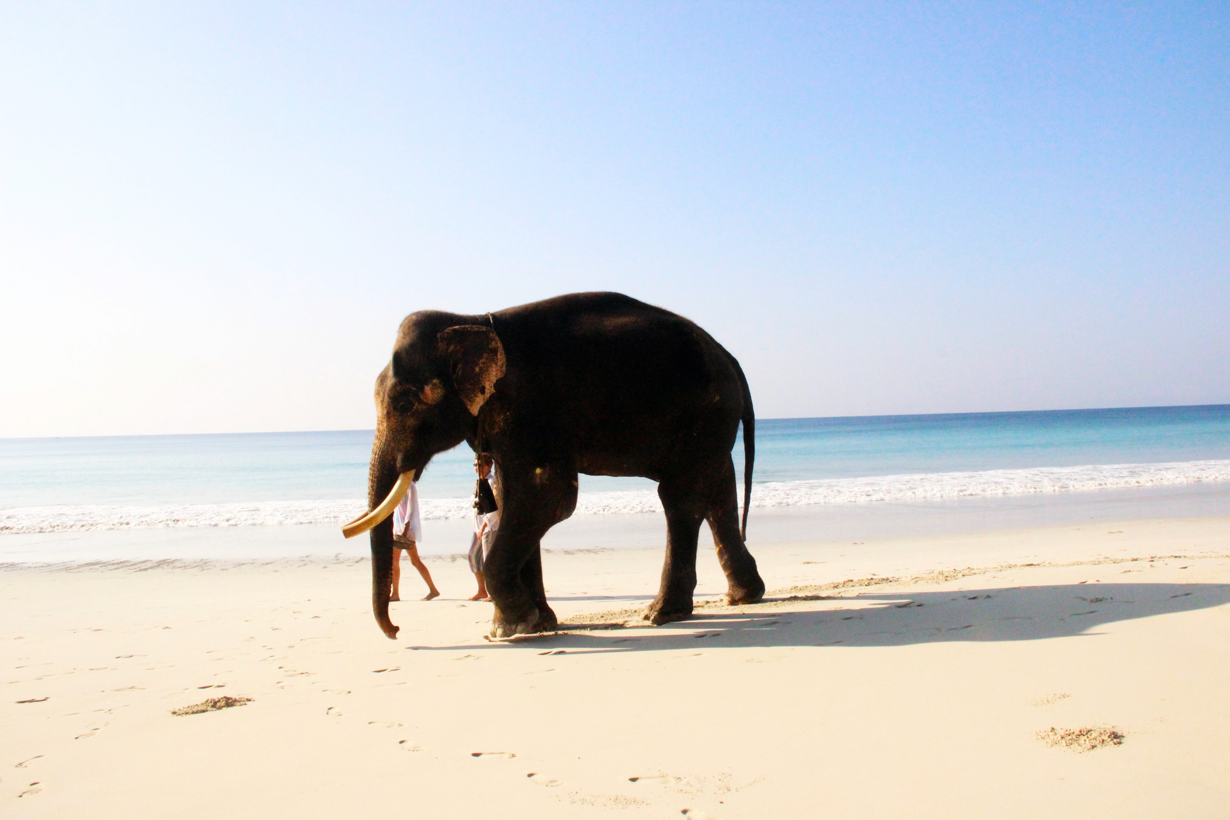 an elephant walking on the beach with the sea in the background