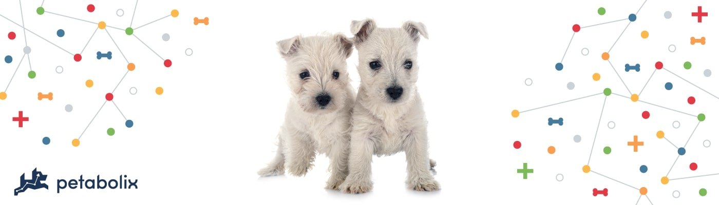 West Highland White Terrier image