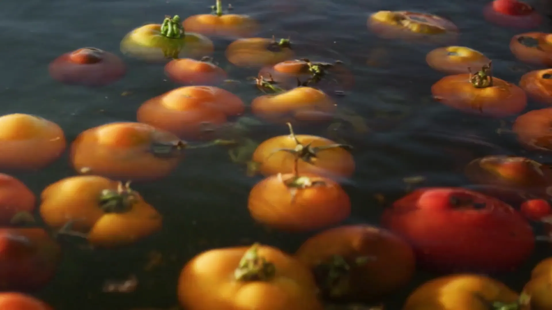 Amoris Pomum para Nowness: imagen de apertura que muestra imagen de campaña con naturaleza, flores y atmósfera poética.