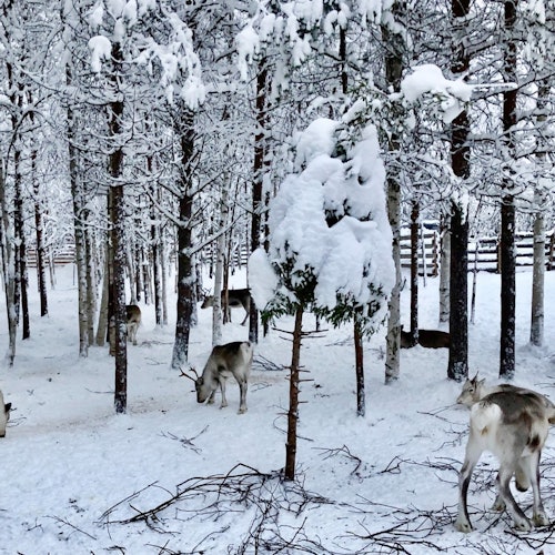 Visit to a reindeer farm