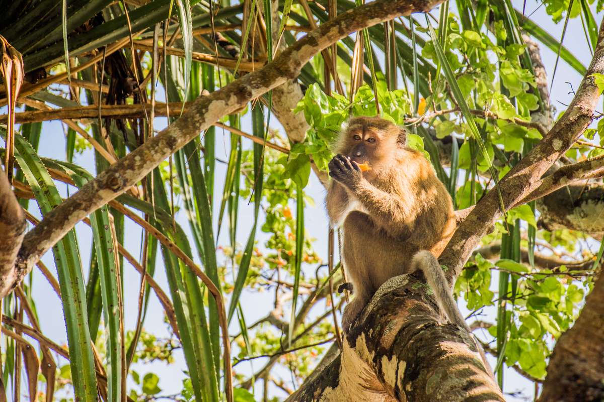 A golden-brown monkey sits on a thick tree branch among green palm fronds and hanging fruit under bright sunlight.