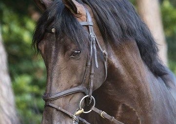 PRE stallion Rafa
