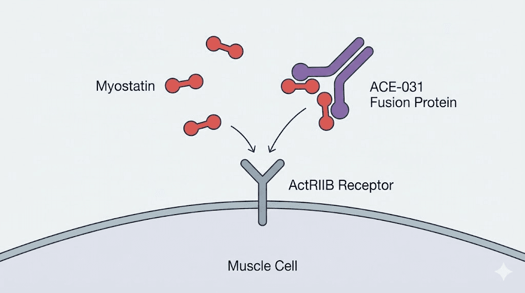 ACE-031 peptide mechanism of action blocking myostatin at ActRIIB receptor