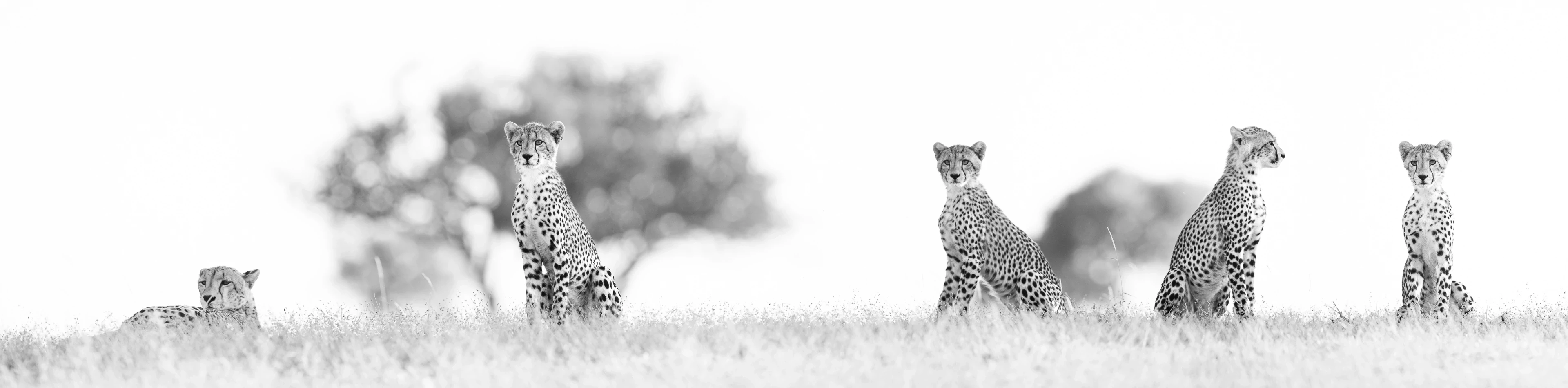 Mashatu with Mark Dumbleton