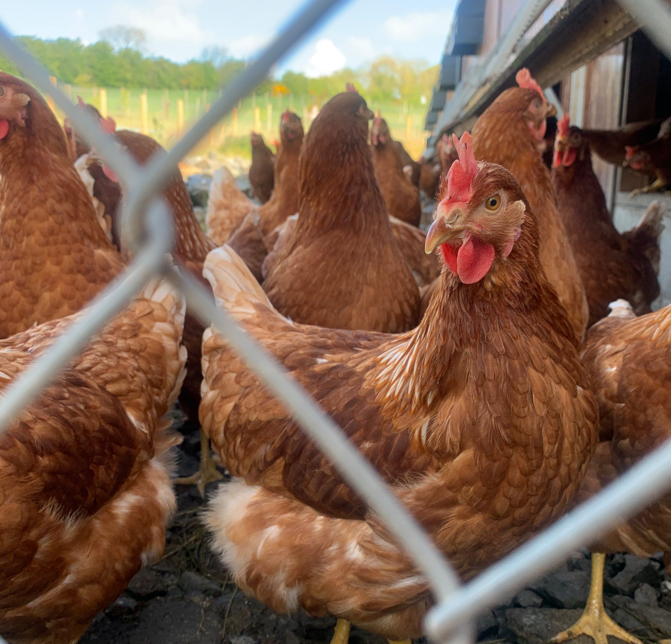 Chicken from Chapel Lane Eggs producing the best organic eggs for As One Restaurant Dublin