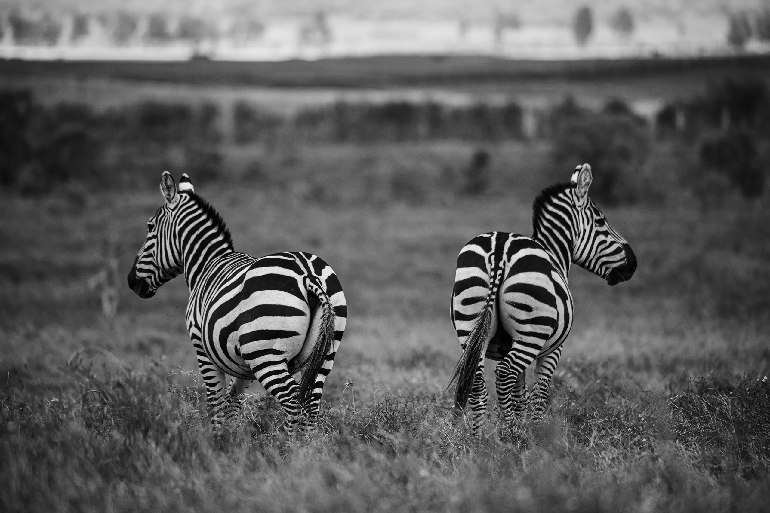 A black and white image of two zebras standing in opposite directions in the tall grass.