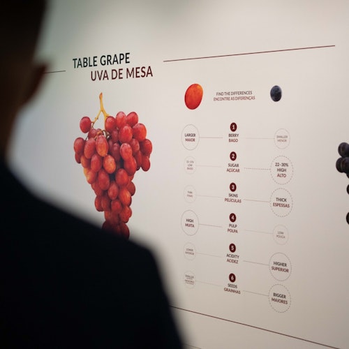 Museu da Experiência do Vinho