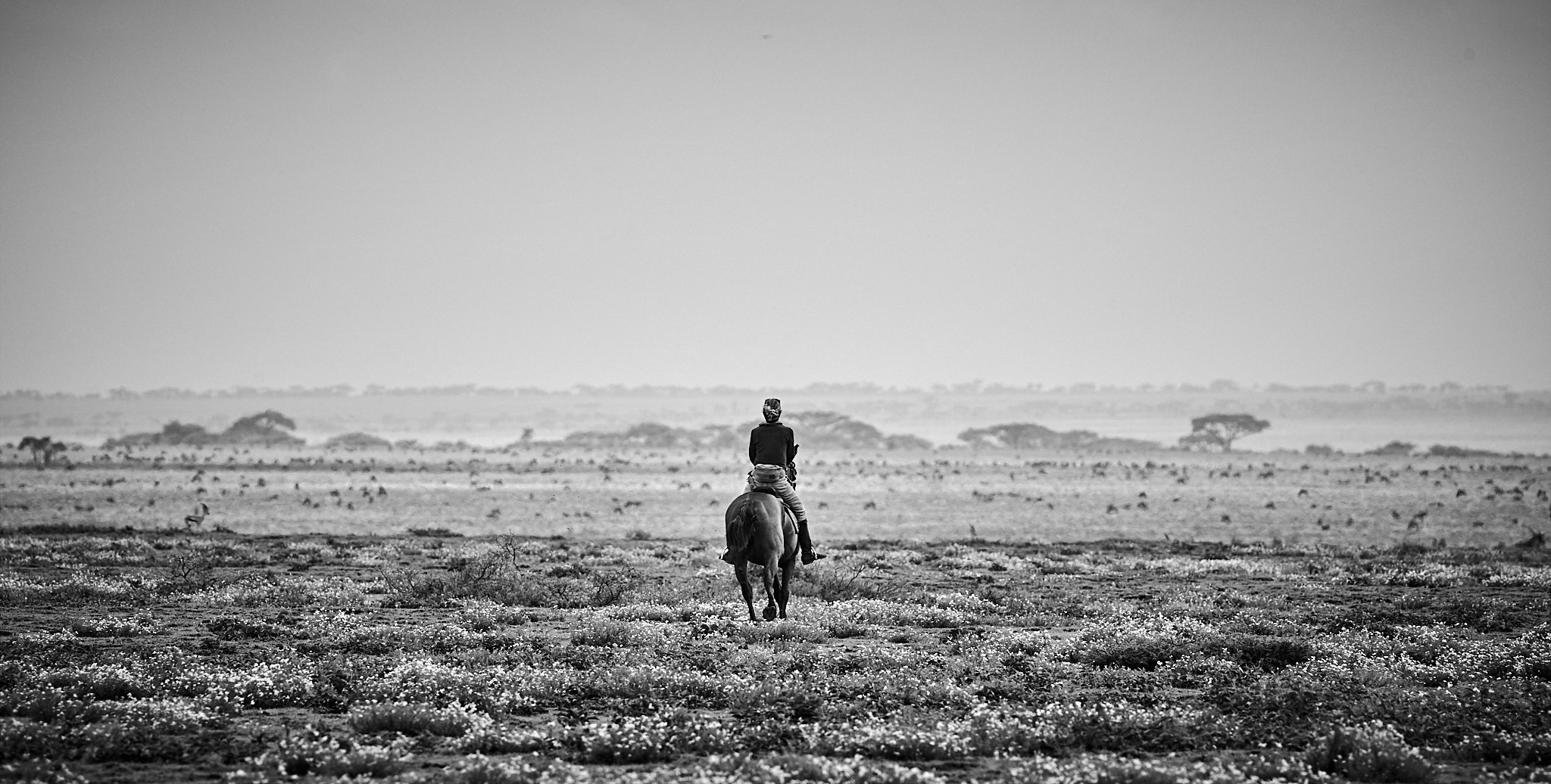 Grupp av ryttare på ridresa i Afrika galopperar över Serengetis vidsträckta slätter medan damm och gnuhjordar rör sig över horisonten under the great migration.