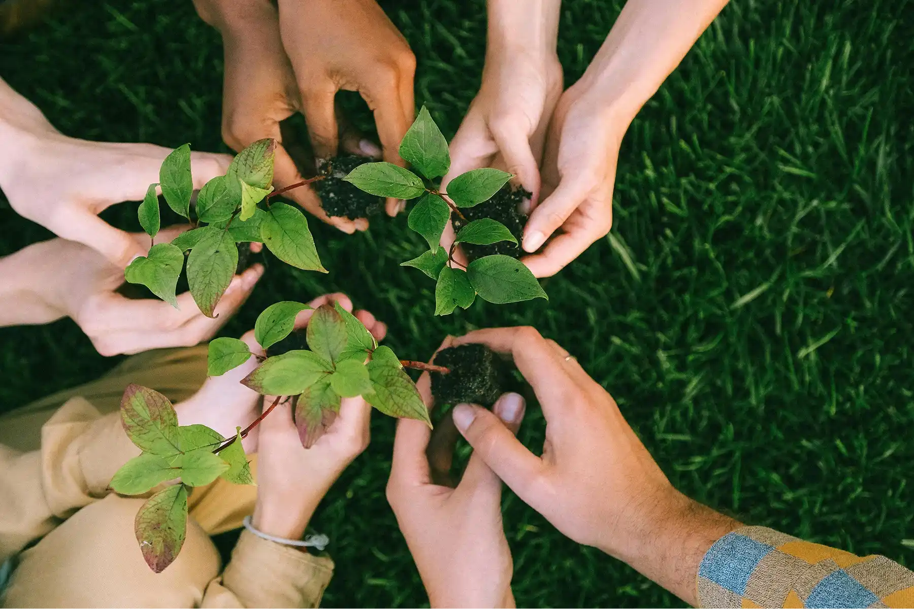 Volunteers' hands holding green seedlings in soil, forming a circle on a background of lush grass.